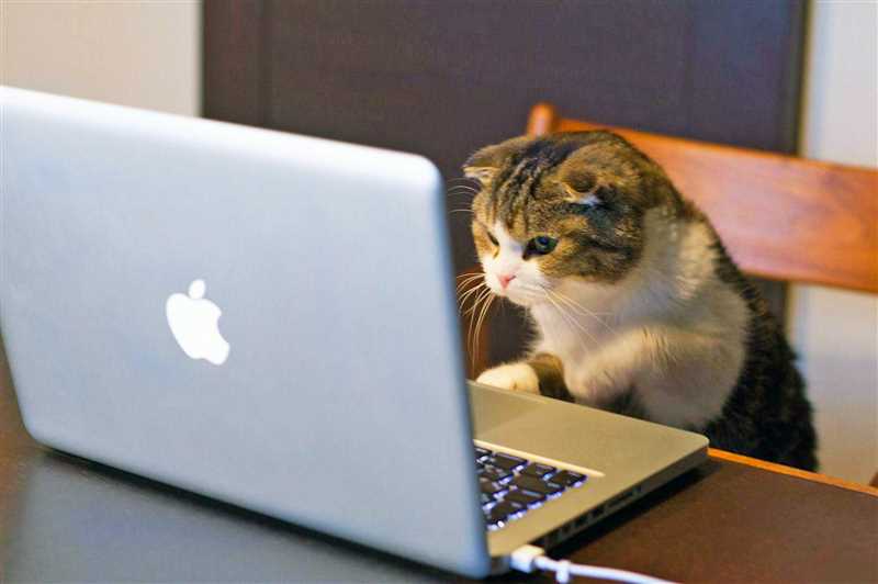 Кот открывает двери виртуального мира — вебинар просто раскалывает!